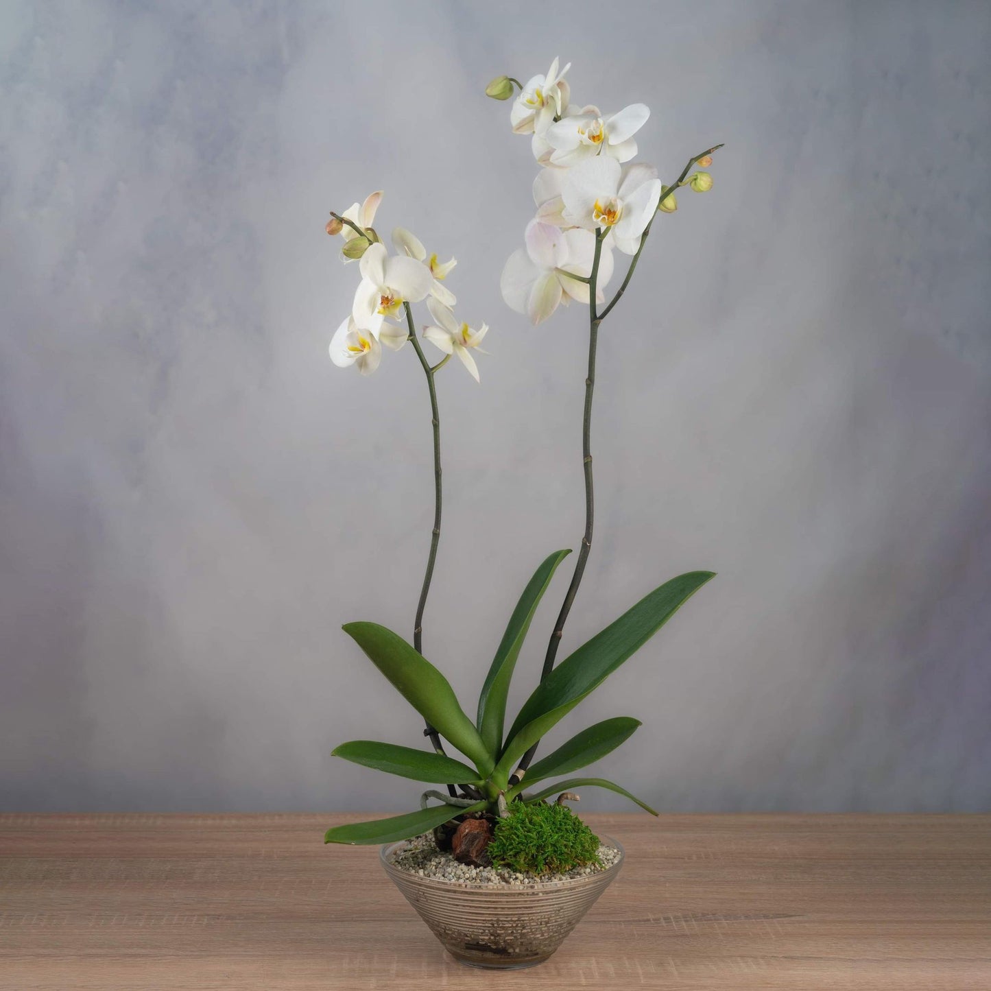 Bonsai-Style Orchid