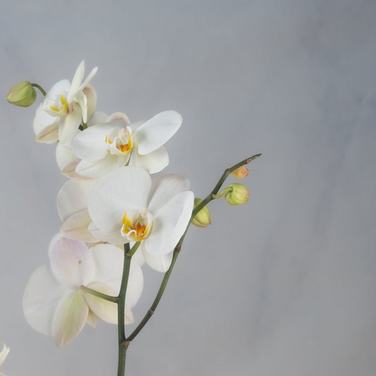Orchid Potted Plant -White