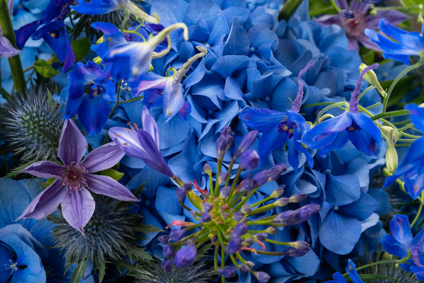 Blue Hydrangea