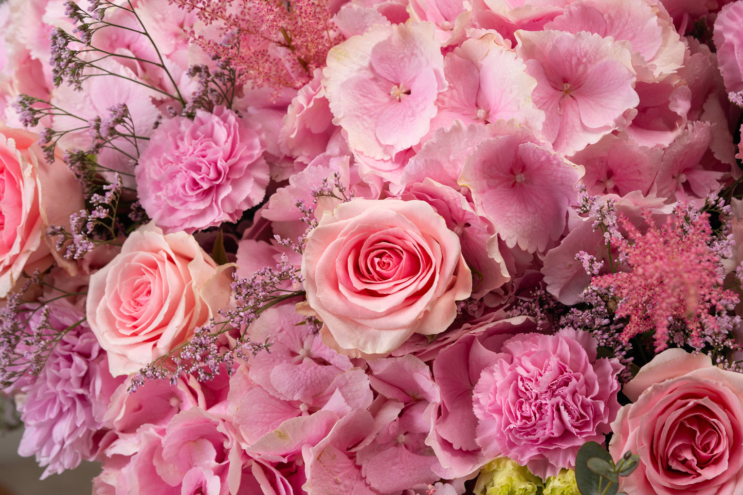 Pink Hydrangea