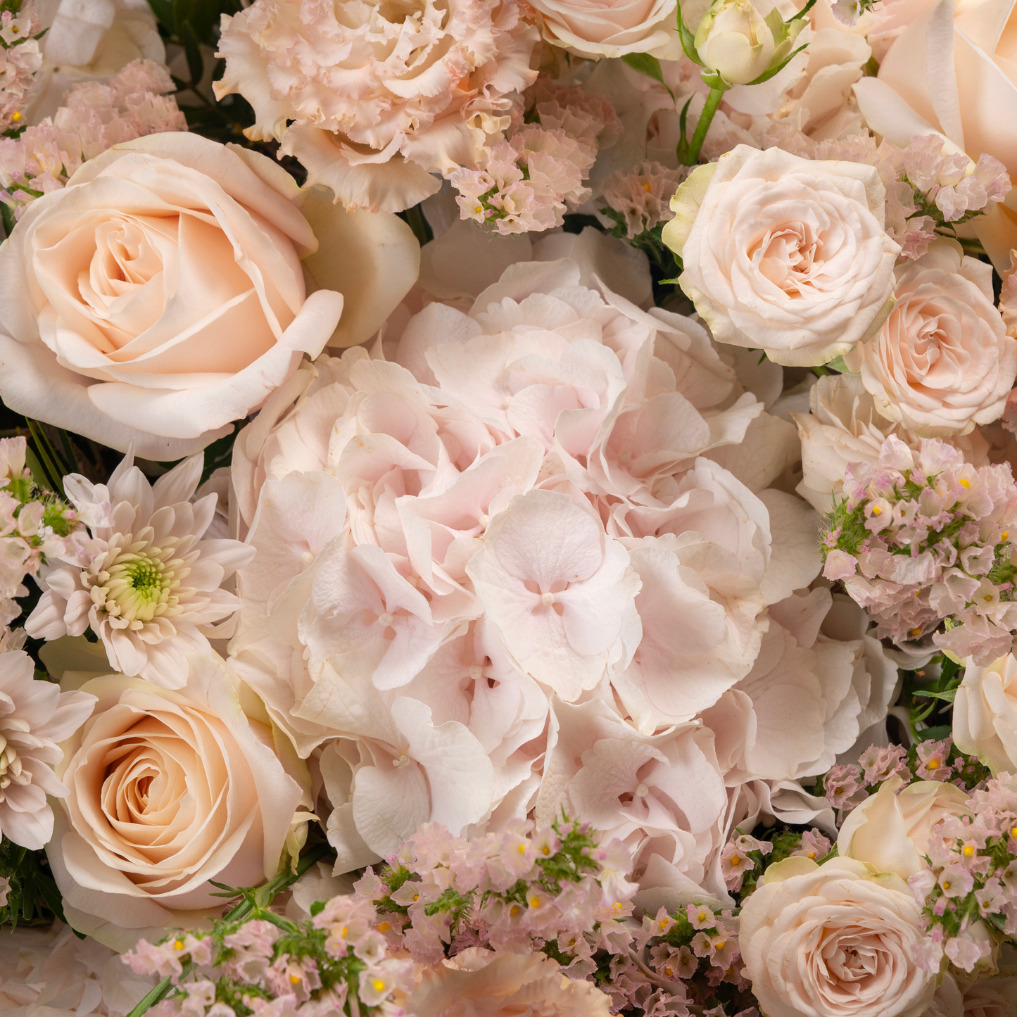 Blush Pink Hydrangea