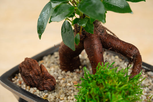 Ginseng Ficus Bonsai