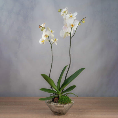 Orchid Potted Plant -White