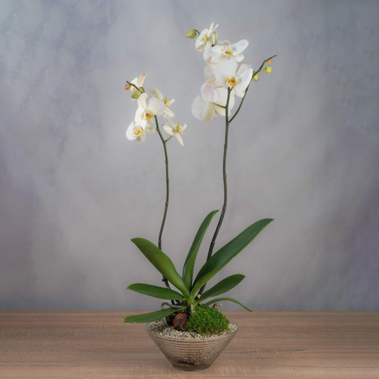 Bonsai-Style Orchid