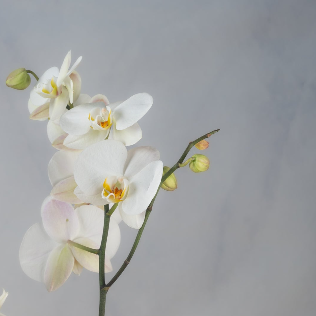 Orchid Potted Plant -White
