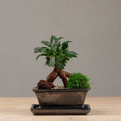 Ginseng